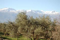 Stunning plots set in an olive grove