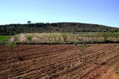 Plot - land in Provincia de Albacete