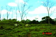 90 hectare farm in scenic Bugaba, Panama