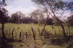 Beautiful lot skirting beautiful Volcan Baru