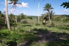 Plot Jacuma