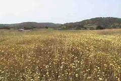 33,000 SqM of Land for Sale, Lahania, Rhodes (A0069)