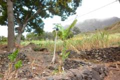 Lands For Sale In Paul, Santo Antao