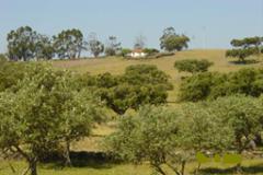 Plot / Land Vila Chã de Ourique