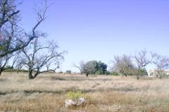 Plot / Land Albufeira