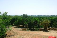 Plot / Land Silves
