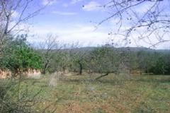 Plot / Land Silves