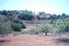 Plot / Land Albufeira