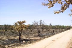 Plot / Land Lagoa centre