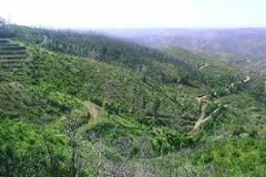 Plot / Land Monchique