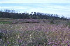 Plot / Land Monchique