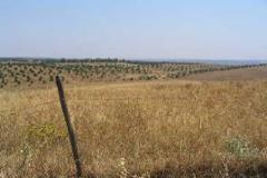 Plot / Land Mértola
