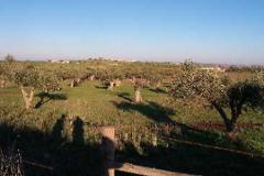 Plot / Land Beja