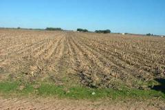 Plot / Land Ferreira do Alentejo