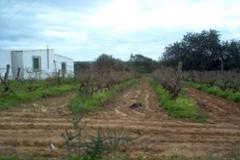 Plot / Land Faro