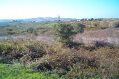 Plot / Land Bombarral