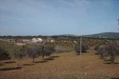 Villa - Farm Alvito