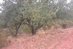 Plot / Land Serpa