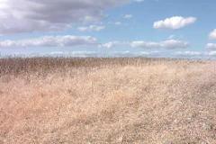 Plot / Land Serpa