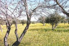 Plot / Land Mourão
