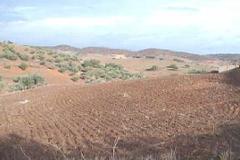 Plot / Land Reguengos de Monsaraz