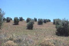 Plot / Land Reguengos de Monsaraz