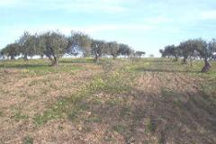 Plot / Land Moura