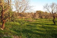 Plot / Land Olhão