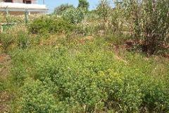 Plot / Land Olhão
