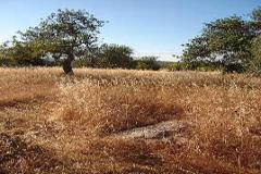 Plot / Land Olhão