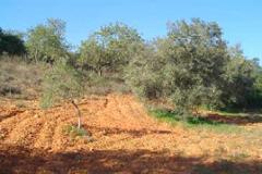 Plot / Land Olhão