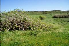 Plot / Land Vila do Bispo