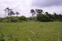 Plot / Land Lourinhã