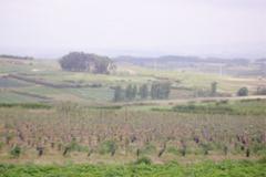 Plot / Land Lourinhã