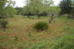 Plot / Land Silves