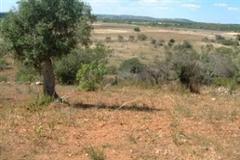 Plot / Land Silves