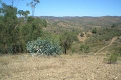 Plot / Land Sao Bras de Alportel