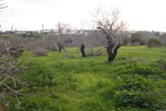 Plot / Land Albufeira
