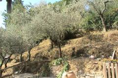 Villa - House Pescaglia
