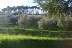 Villa - House Capannori