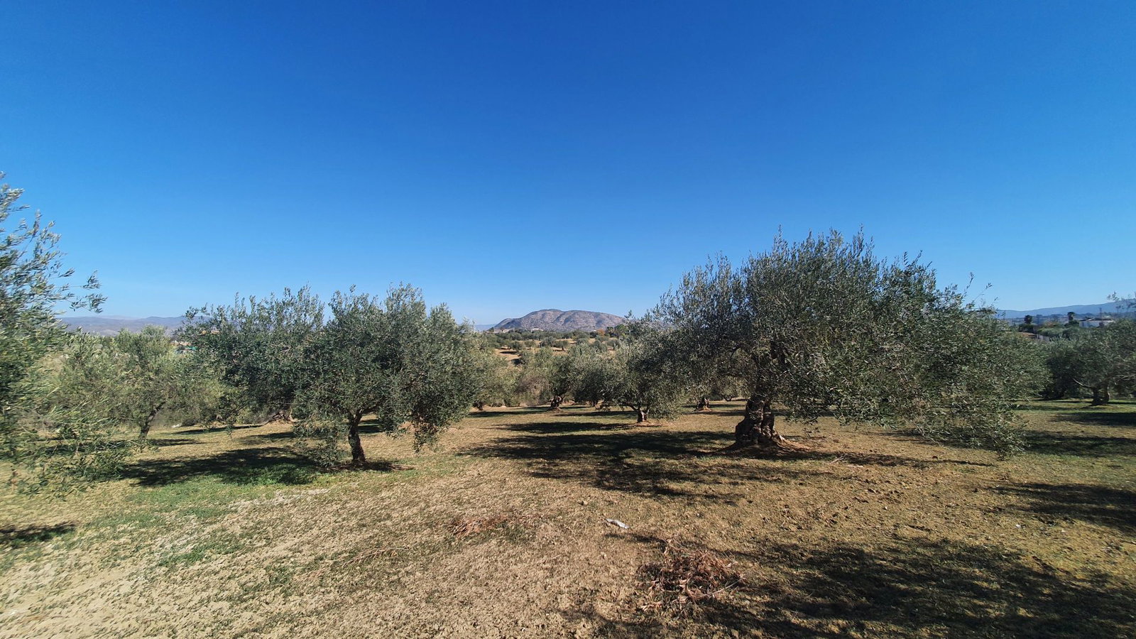 Photo 5 of Property in Alhaurin El Grande