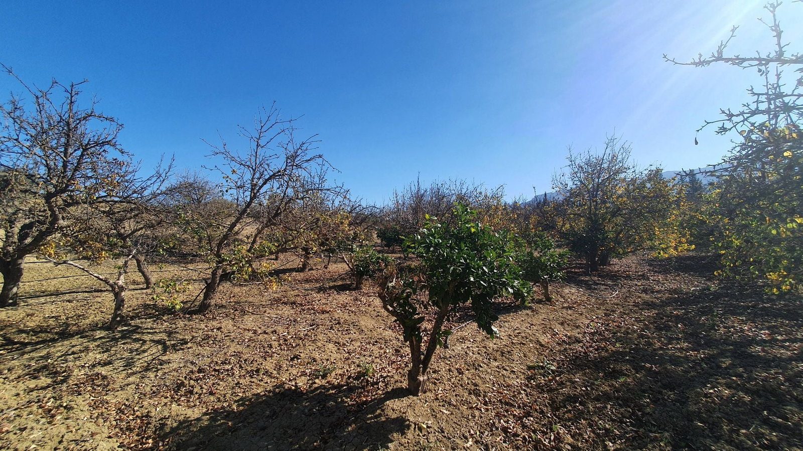 Photo 6 of Property in Alhaurin El Grande