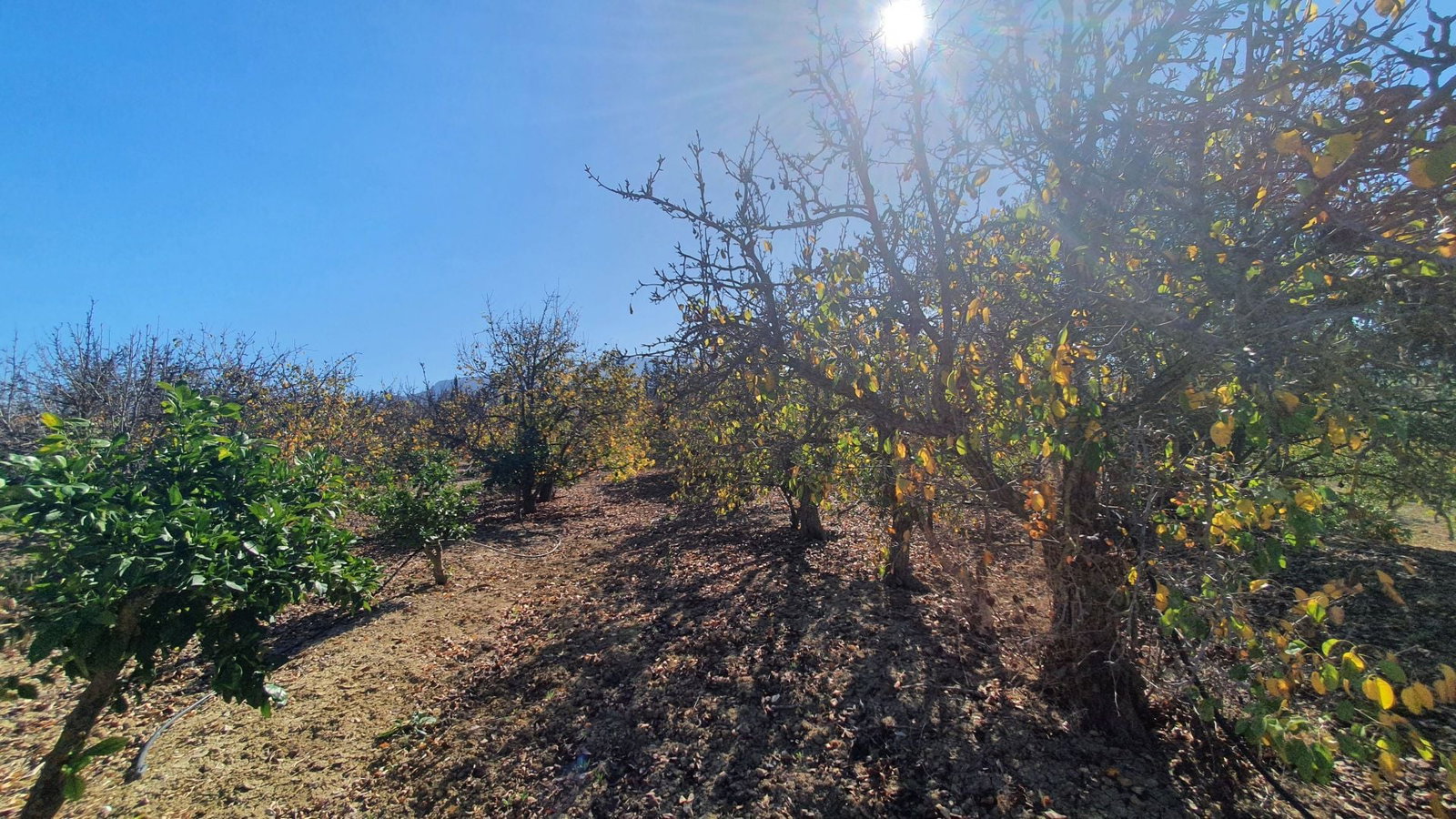 Photo 7 of Property in Alhaurin El Grande