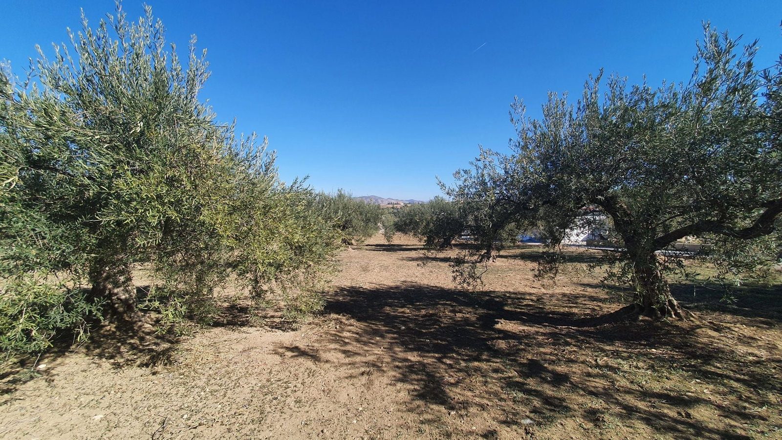 Photo 5 of Property in Alhaurin El Grande