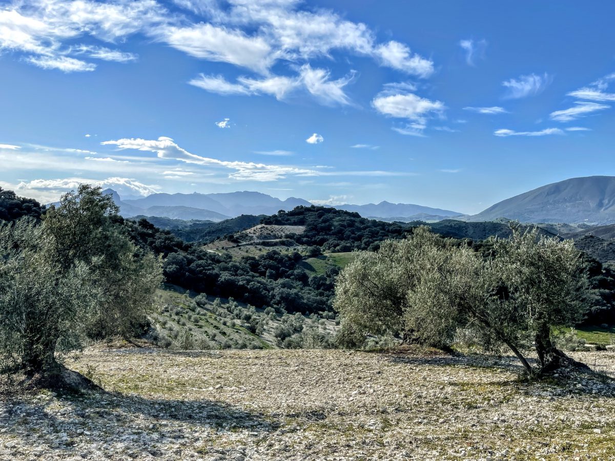 Photo 6 of Property in Olvera