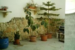Larger than usual, Terraced House. 