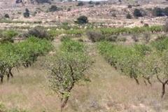 Plot - Land in Provincia de Albacete
