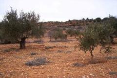 Plot - Land in Província de València